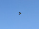 Avión común<br />(Delichon urbicum)