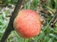 Avispa de la agalla manzana del roble<br />(Biorhiza pallida)