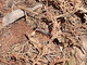 Avispa excavadora velluda<br />(Sphex pilosus)