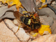 Paralysing a bee, por Joaquim Alves Gaspar