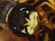 Paralysing a bee, por Joaquim Alves Gaspar