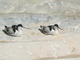 Avoceta<br />(Recurvirostra avosetta)