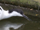 Avoceta<br />(Recurvirostra avosetta)