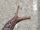 Babosa leopardo<br />(Limax maximus)