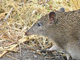 Bandicut pardo meridional<br />(Isoodon obesulus)