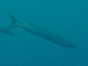 Barracuda del Mediterráneo<br />(Sphyraena sphyraena)