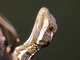 Basilisco común<br />(Basiliscus basiliscus)