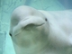 Beluga<br />(Delphinapterus leucas)