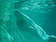 Beluga<br />(Delphinapterus leucas)