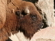 Bisonte europeo<br />(Bison bonasus)