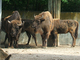 Bisonte europeo<br />(Bison bonasus)