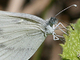 Blanca esbelta<br />(Leptidea sinapis)