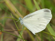 Blanca esbelta<br />(Leptidea sinapis)