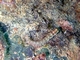 Blenio diente de peine del Mar Rojo<br />(Ecsenius dentex)
