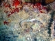 Blenio diente de peine del Mar Rojo<br />(Ecsenius dentex)