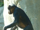 Bonobo<br />(Pan paniscus)