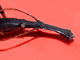 Bréntido malayo<br />(Eutrachelus temmincki)