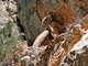 Buitre leonado<br />(Gyps fulvus)