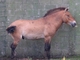 Caballo de Przevalski<br />(Equus przevalskii)