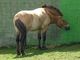 Caballo de Przevalski<br />(Equus przevalskii)
