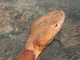 Cabeza de cobre<br />(Agkistrodon contortrix)