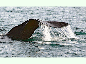 Cachalote<br />(Physeter macrocephalus)