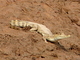 Caimán de anteojos<br />(Caiman crocodilus)
