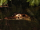 Caimán de anteojos<br />(Caiman crocodilus)