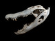Cráneo y mandíbula: 47 cm., por Didier Descouens