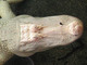 Uno de los 22 caimanes del Mississippi albinos que se conocen., por Jonathan Zander