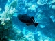 Calafate negro<br />(Melichthys niger)