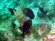 Calafate negro<br />(Melichthys niger)