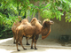Camello<br />(Camelus bactrianus)