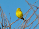 Canario de vientre amarillo<br />(Serinus flaviventris)
