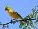 Canario de vientre amarillo<br />(Serinus flaviventris)