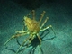 Cangrejo araña gigante<br />(Macrocheira kaempferi)
