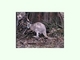 Canguro gris gigante<br />(Macropus giganteus)