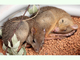 Canguro rata cola de cepillo<br />(Bettongia penicillata)