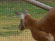 Canguro rojo<br />(Macropus rufus)