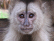 Capuchino llorón<br />(Cebus olivaceus)