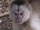 Capuchino llorón<br />(Cebus olivaceus)
