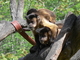 Capuchino marrón<br />(Cebus apella)