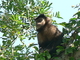 Capuchino marrón<br />(Cebus apella)