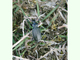 Cárabo granulado<br />(Carabus granulatus)