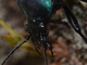 Cárabo irisado<br />(Calosoma sycophanta)