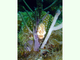 Caracol leopardo<br />(Cyphoma gibbosum)