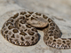 Cascabel pigmea mexicana<br />(Crotalus ravus)