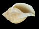 Casco<br />(Galeodea echinophora)