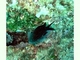 Castañuela común<br />(Chromis chromis)