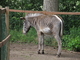 Cebra de Grevy<br />(Equus grevyi)